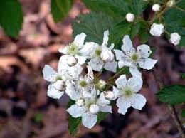 Blackberry Flowers